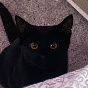 Meet your Posher, Caroline